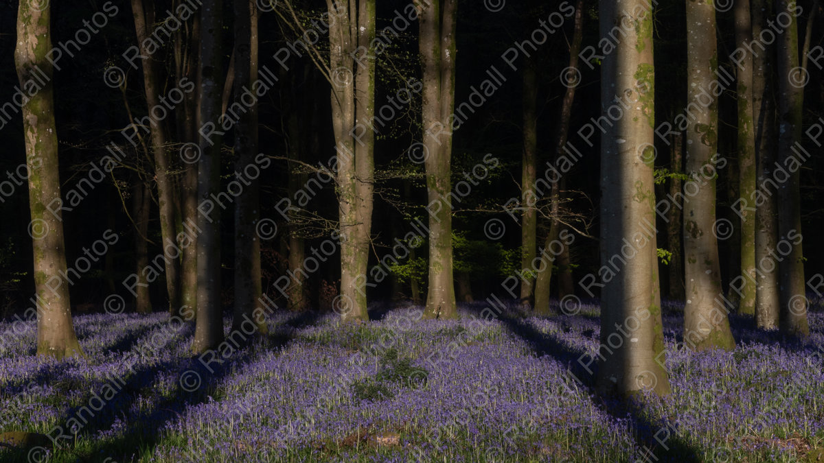 Bluebells in Spring