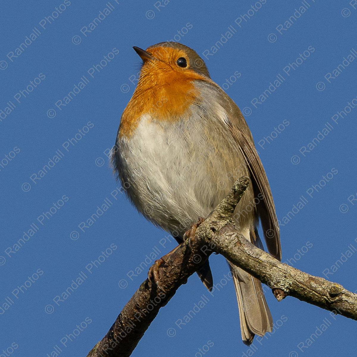 Robin