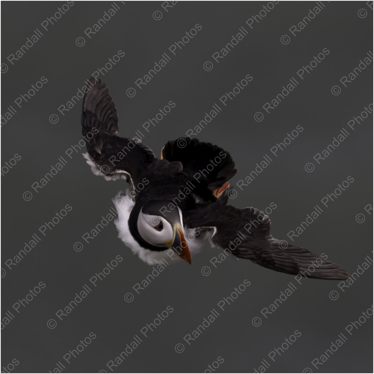 Puffin soaring