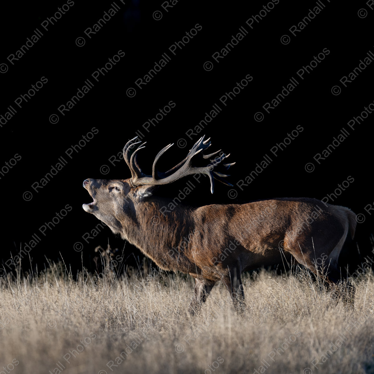 Red Deer Stag 