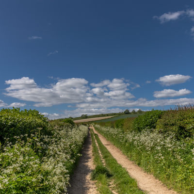 Dorset