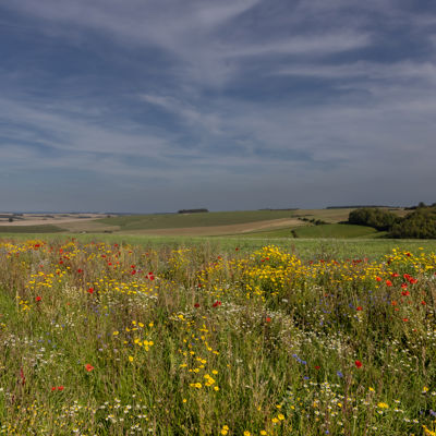Dorset
