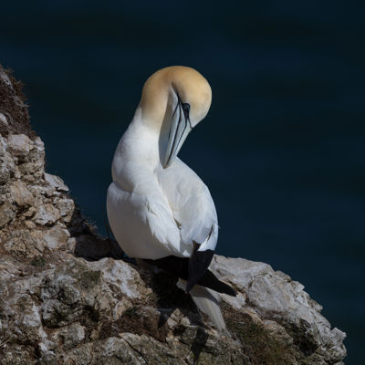 Northern Gannet