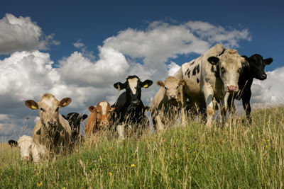 Inquisitive cattle
